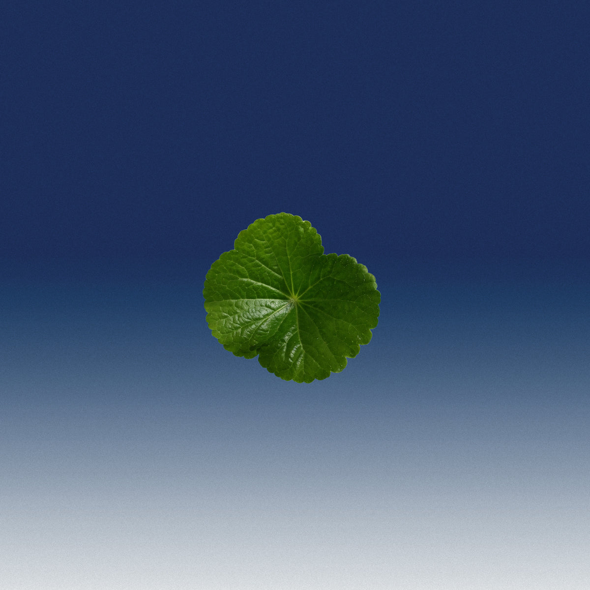 Extrait de Centella Asiatica