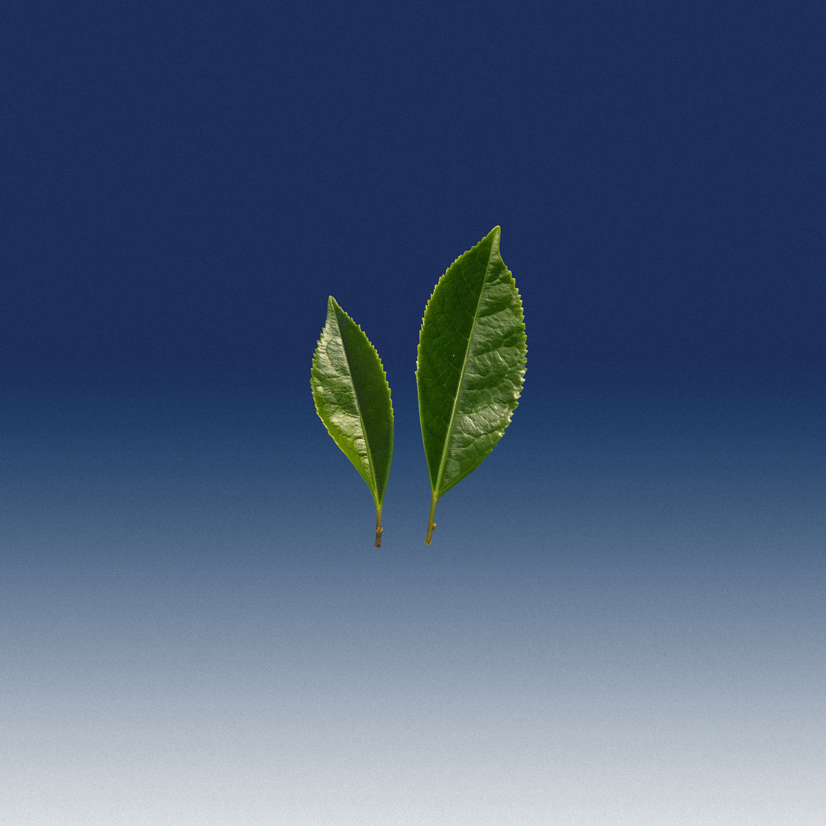 Extrait de Thé Vert
